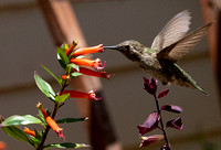 Hummingbird (2021):  From my back porch.