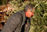 "Shock" (2004):  Tawfiq from Jayyous on discovering his olive trees uprooted by settlers.