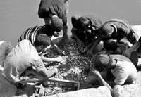 Meager Catch:  Fishermen sorting through sardines on Gaza City waterfront (2017).