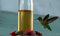 Hummingbird (2020):  From my back porch.