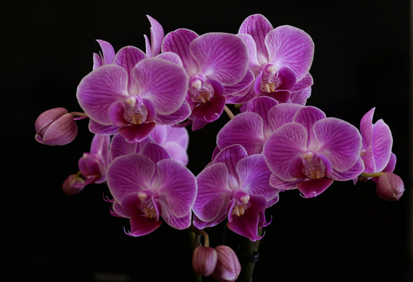 "Deep Purple" (2020):  Orchids.