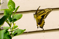"Tiger Swallowtail" (2020):  From my back porch.