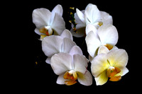 "Diagonal" (2020):  Orchids on my front porch.