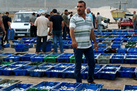 "Fish Sales (2015).  Gaza City Port.
