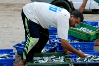 "Fish Market" (2015).  Fisherman preparing his catch for sale at Gaza Port.