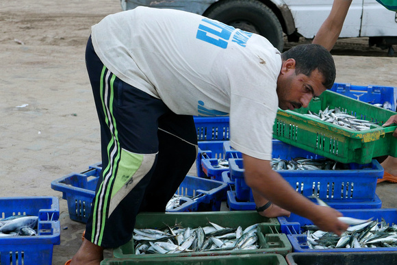 "Fish Market" (2015).  Fisherman preparing his catch for sale at Gaza Port.