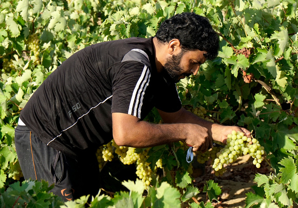 "Grape Harvest" (2017):  Picking grapes east of Khan Yunis.
