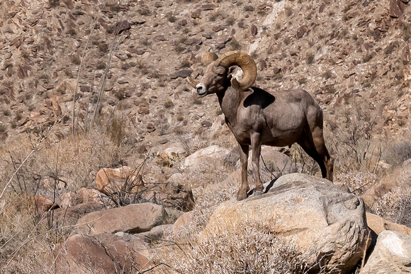 "Bighorn" (2020):  Finally saw one after 18 years of visits to Anza Borrego.