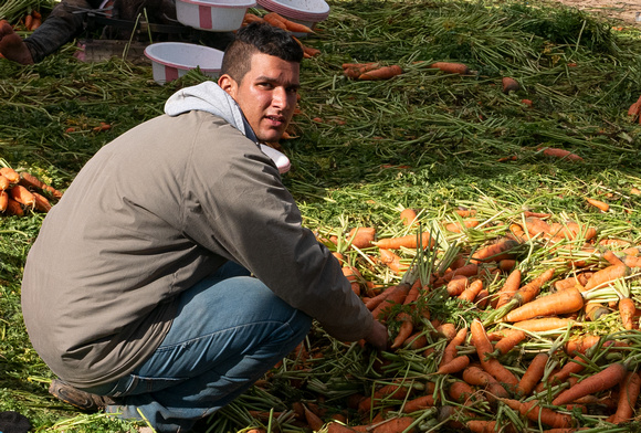 "Carrots" (2016):  Taroudant